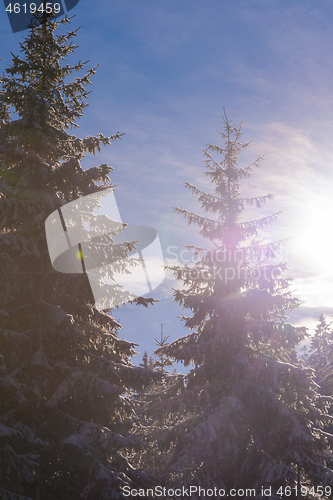 Image of winter landscape in forest at sunset