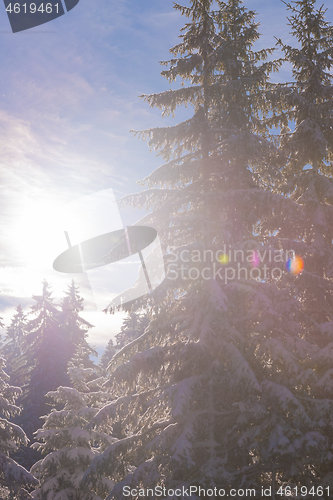 Image of winter landscape in forest at sunset