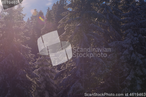 Image of winter landscape in forest at sunset