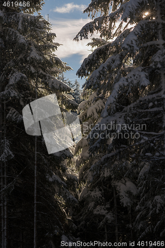 Image of winter landscape in forest at sunset