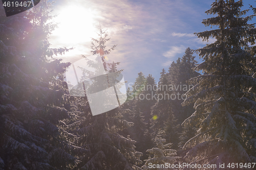 Image of winter landscape in forest at sunset