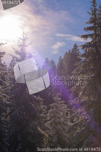 Image of winter landscape in forest at sunset