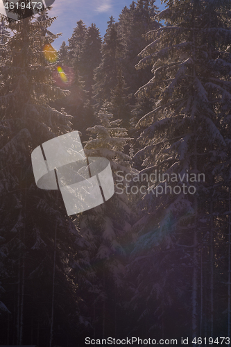 Image of winter landscape in forest at sunset