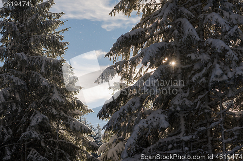 Image of winter landscape in forest at sunset