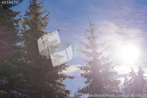 Image of winter landscape in forest at sunset