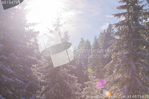 Image of winter landscape in forest at sunset