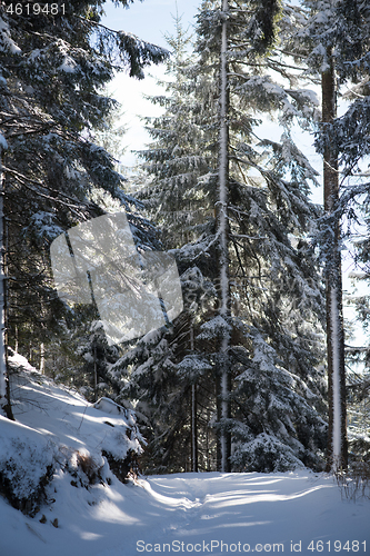 Image of winter landscape in forest at sunset