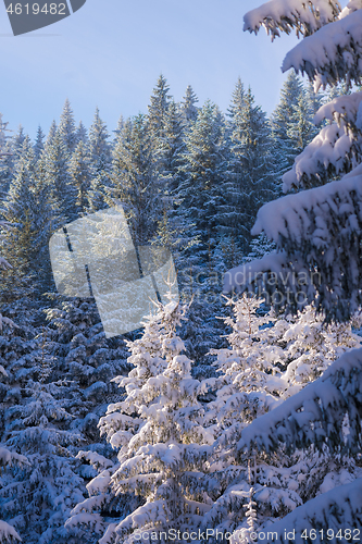 Image of winter landscape in forest at sunset