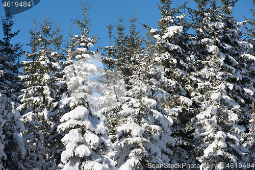 Image of winter landscape in forest at sunset