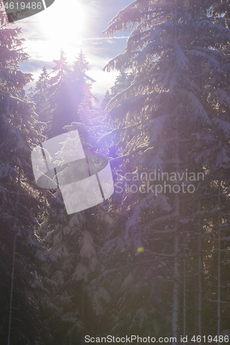 Image of winter landscape in forest at sunset