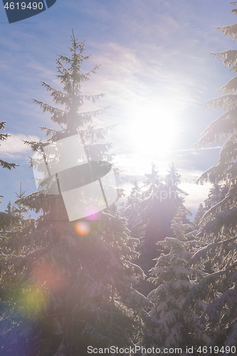 Image of winter landscape in forest at sunset