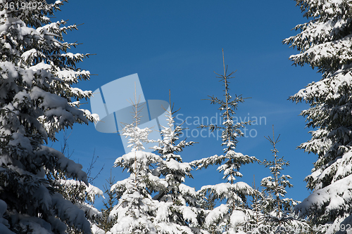 Image of winter landscape in forest at sunset