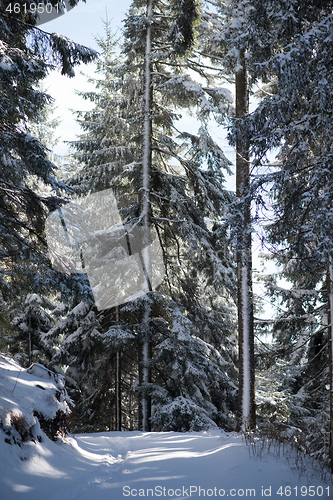 Image of winter landscape in forest at sunset