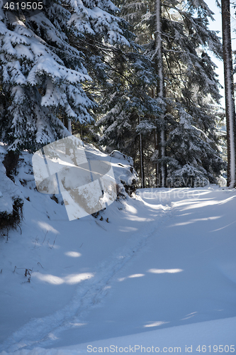 Image of winter landscape in forest at sunset