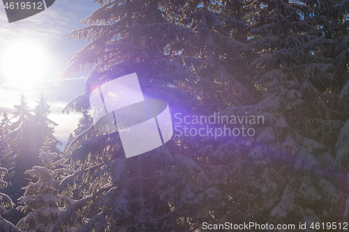 Image of winter landscape in forest at sunset