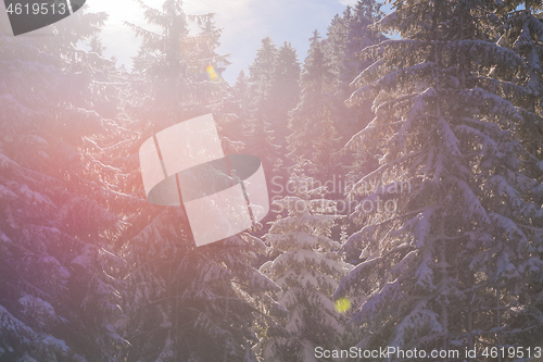 Image of winter landscape in forest at sunset