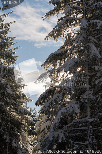 Image of winter landscape in forest at sunset