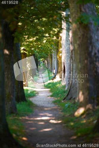 Image of country road trought tree  alley in