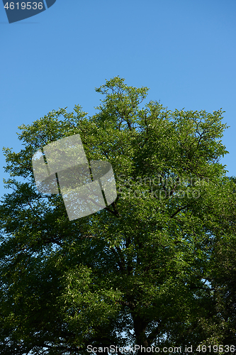 Image of tree branches