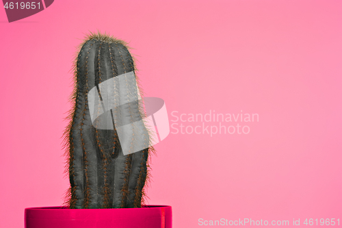 Image of Cactus Fashion Set Design. Minimal Stillife. Trendy Bright Colors.