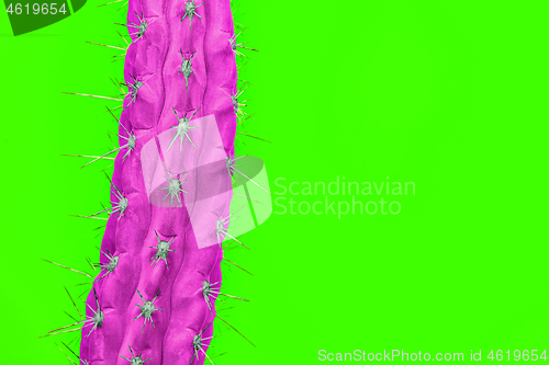 Image of Cactus Fashion Set Design. Minimal Stillife. Trendy Bright Colors.