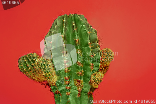 Image of Cactus Fashion Set Design. Minimal Stillife. Trendy Bright Colors.