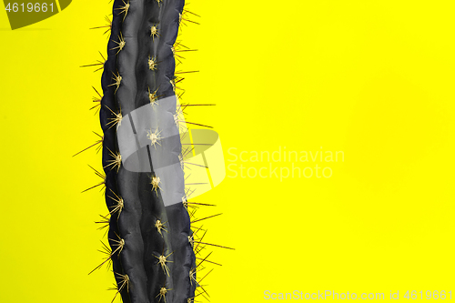 Image of Cactus Fashion Set Design. Minimal Stillife. Trendy Bright Colors.