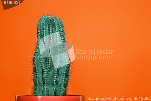 Image of Cactus Fashion Set Design. Minimal Stillife. Trendy Bright Colors.