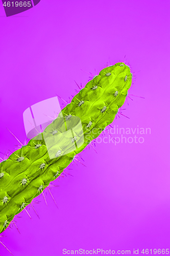 Image of Cactus Fashion Set Design. Minimal Stillife. Trendy Bright Colors.