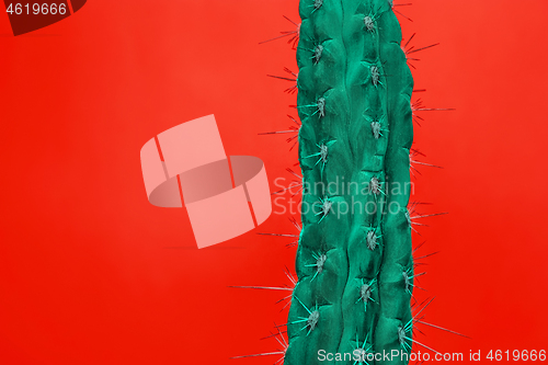 Image of Cactus Fashion Set Design. Minimal Stillife. Trendy Bright Colors.