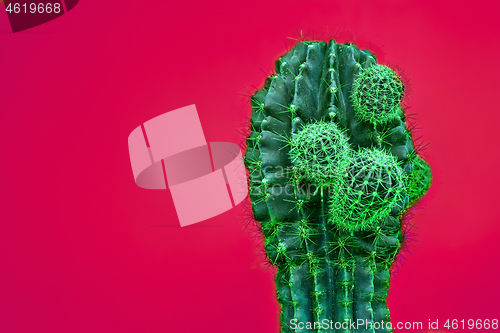 Image of Cactus Fashion Set Design. Minimal Stillife. Trendy Bright Colors.