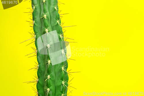 Image of Cactus Fashion Set Design. Minimal Stillife. Trendy Bright Colors.