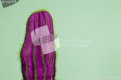 Image of Cactus Fashion Set Design. Minimal Stillife. Trendy Bright Colors.