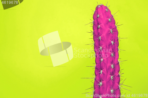 Image of Cactus Fashion Set Design. Minimal Stillife. Trendy Bright Colors.