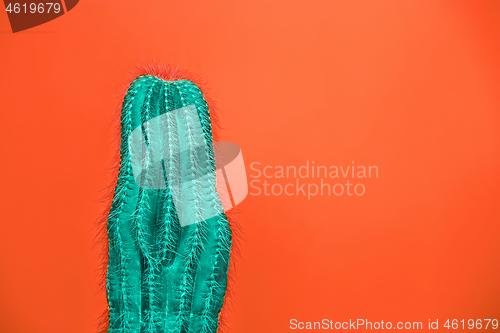 Image of Cactus Fashion Set Design. Minimal Stillife. Trendy Bright Colors.