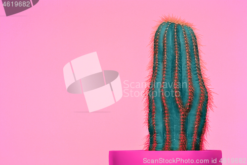Image of Cactus Fashion Set Design. Minimal Stillife. Trendy Bright Colors.