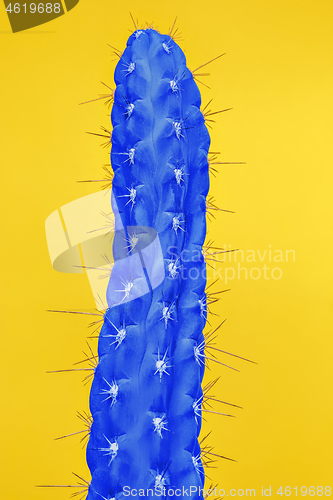 Image of Cactus Fashion Set Design. Minimal Stillife. Trendy Bright Colors.