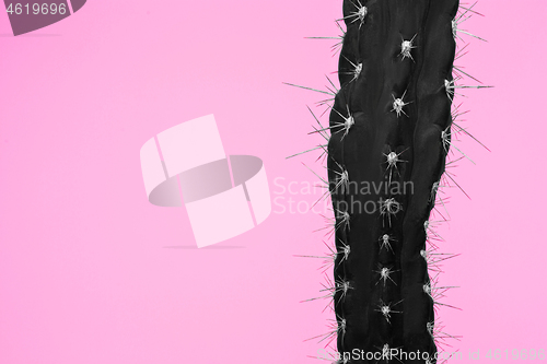 Image of Cactus Fashion Set Design. Minimal Stillife. Trendy Bright Colors.