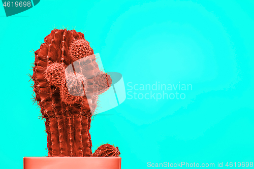 Image of Cactus Fashion Set Design. Minimal Stillife. Trendy Bright Colors.