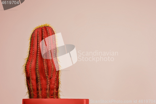 Image of Cactus Fashion Set Design. Minimal Stillife. Trendy Bright Colors.