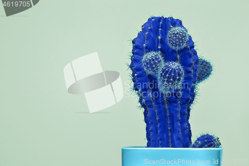 Image of Cactus Fashion Set Design. Minimal Stillife. Trendy Bright Colors.