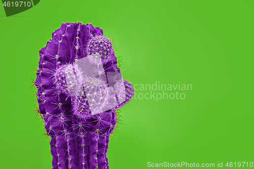 Image of Cactus Fashion Set Design. Minimal Stillife. Trendy Bright Colors.