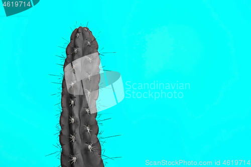 Image of Cactus Fashion Set Design. Minimal Stillife. Trendy Bright Colors.