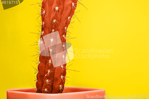 Image of Cactus Fashion Set Design. Minimal Stillife. Trendy Bright Colors.