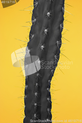 Image of Cactus Fashion Set Design. Minimal Stillife. Trendy Bright Colors.