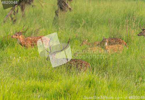 Image of Sika or spotted deers herd in the elephant grass