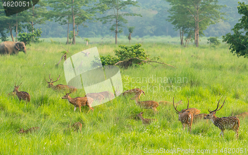 Image of Sika or spotted deers herd in the elephant grass