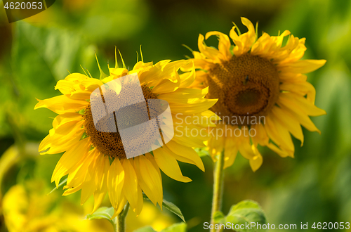 Image of Sunflower and bees in the garden