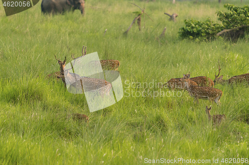 Image of Sika or spotted deers herd in the elephant grass