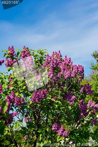 Image of purple lilac bush blooming in May day. City park